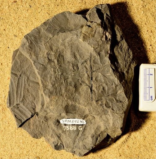 Sphenopteris kirtlandiana