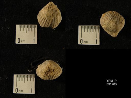Uncinulus?