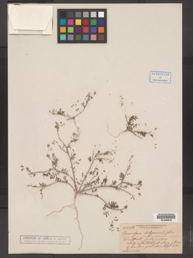 Coronopus didymus