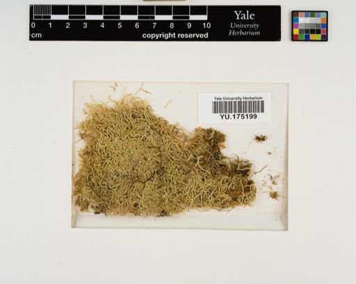 Plantae
