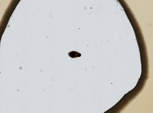 Euchlanis deflexa