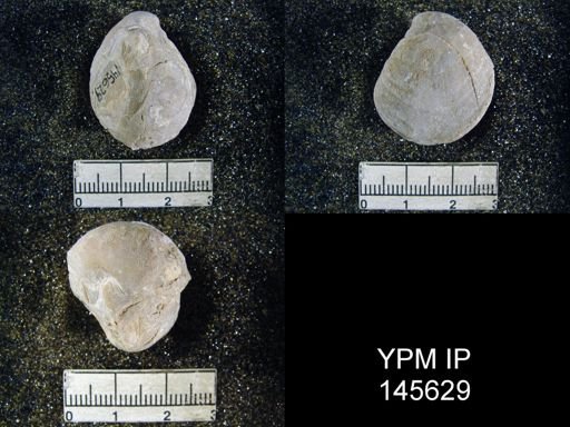 Spirigerella sp.