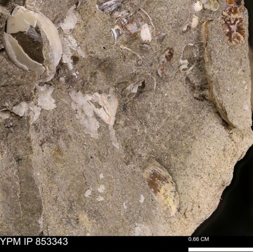 Limopsis? striatopunctatus