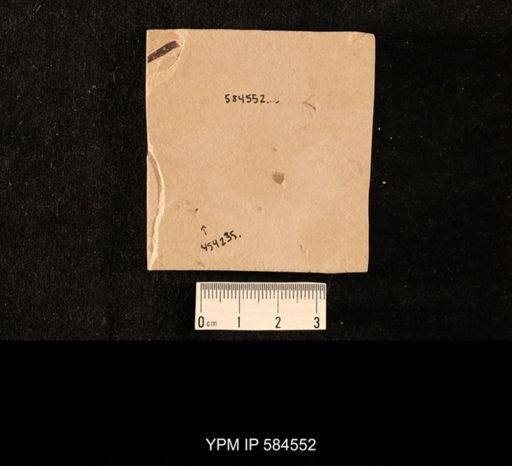 undet. Culicidae