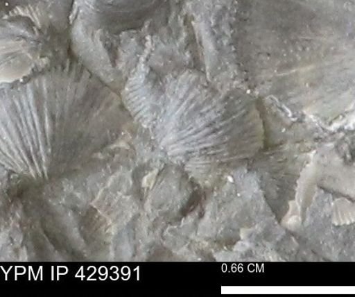 Devonochonetes scitulus