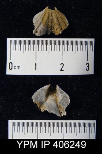 undet. Rhynchonellida