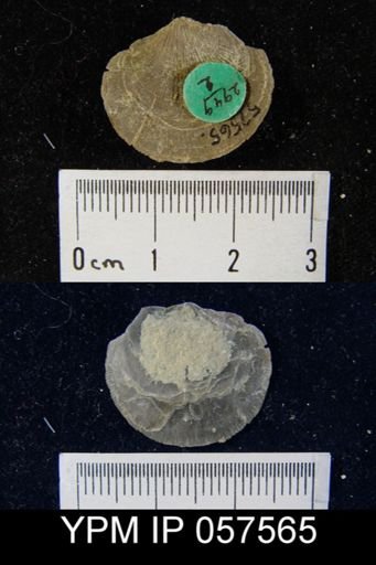 Rhipidomella sp.