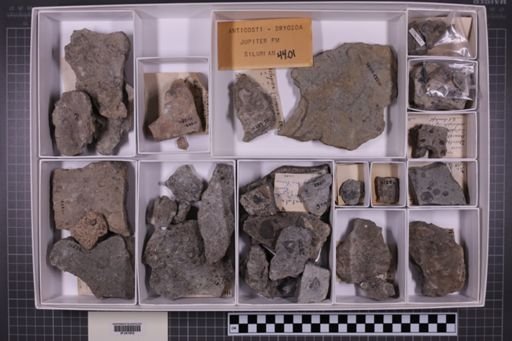 mixed taxa, stratigraphic collection