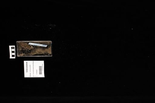 Trachylepis quinquetaeniata