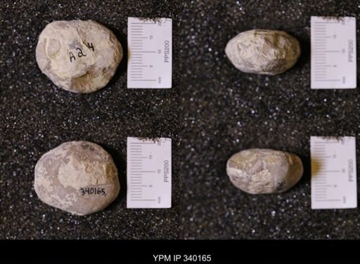 Macraster sp.