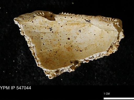 Scapharca transversa