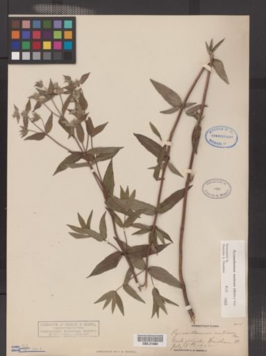 Pycnanthemum muticum