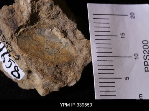 Tellina scitula