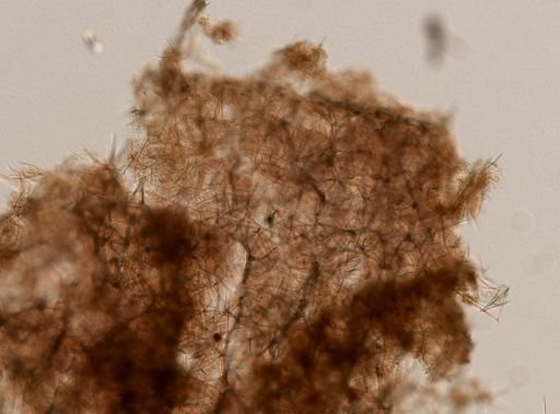 Haliclona