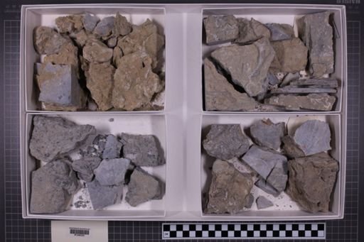 mixed taxa, stratigraphic collection