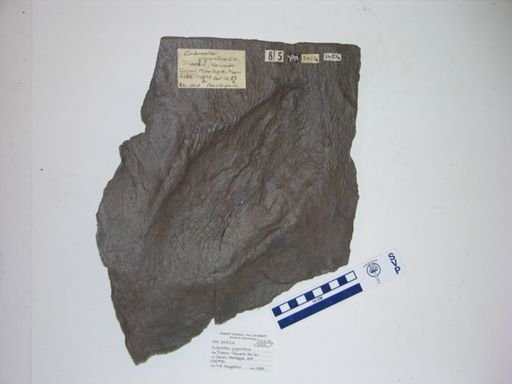 Eubrontes giganteus