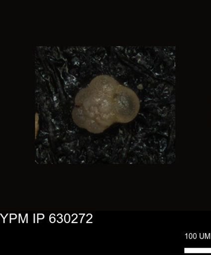 undet. Foraminiferida