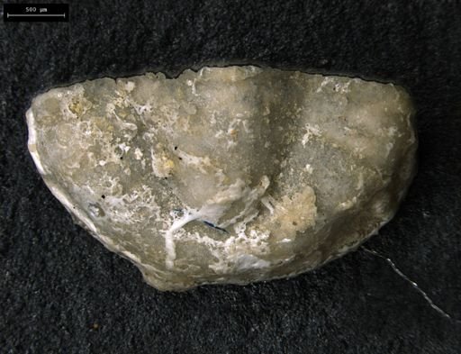 Clelandia utahensis