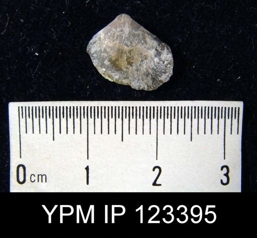 Meristella champlaini
