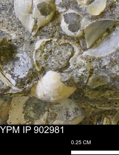 Corbulamella gregaria
