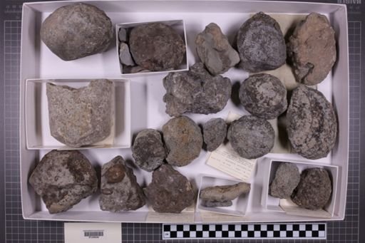 mixed taxa, stratigraphic collection