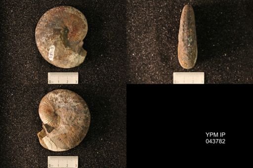 Hoploscaphites nicolletii