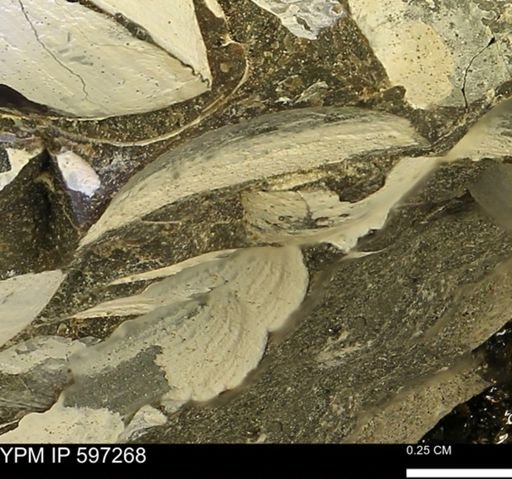 Limopsis striatopunctatus
