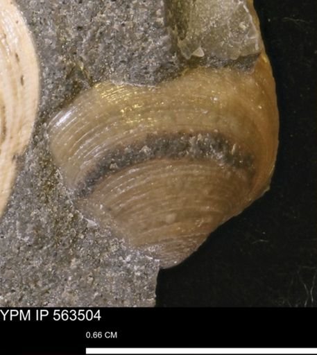 Limopsis striatopunctatus
