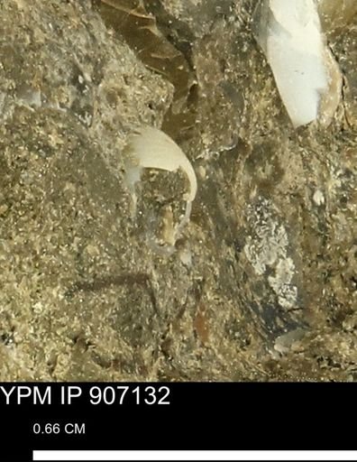 undet. Mollusca