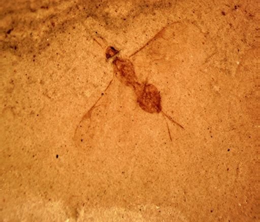 undet. Ichneumonoidea