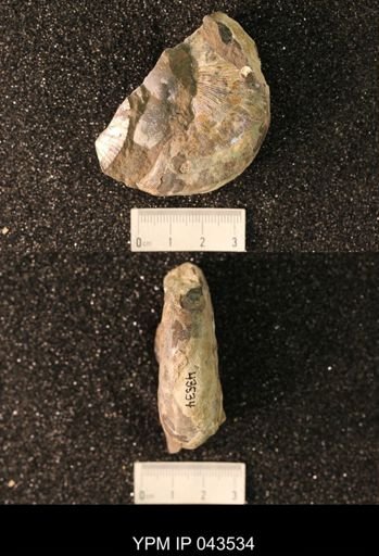 Hoploscaphites nicolletii