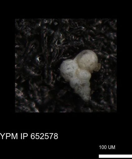 undet. Foraminiferida