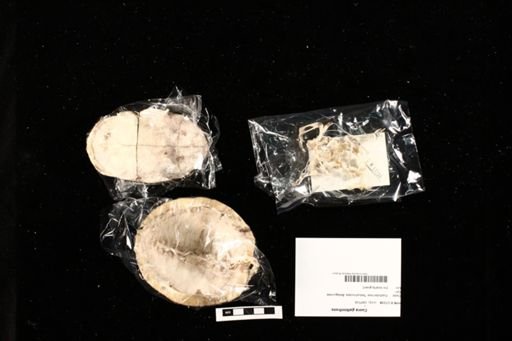 Cuora galbinifrons