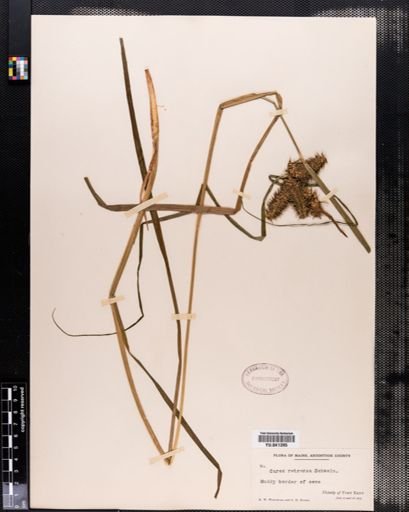 Carex retrorsa