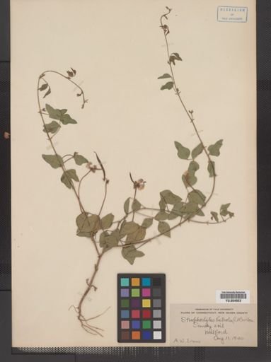 Strophostyles helvola