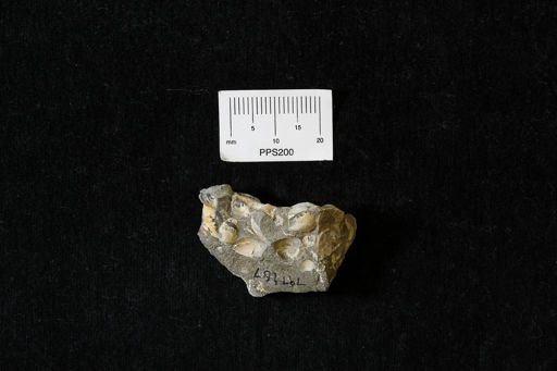 Protocardia
