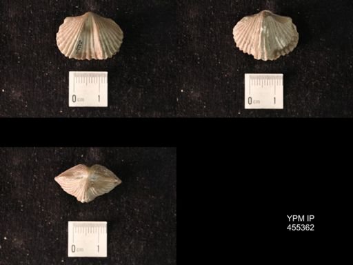 Platystrophia sp.