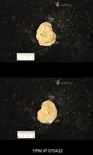 Heliolites nucella