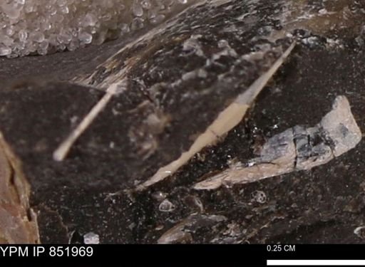 undet. Mollusca
