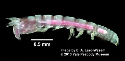 Paratanais