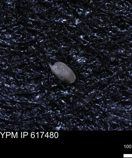 undet. Ostracoda