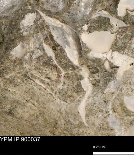 undet. Mollusca
