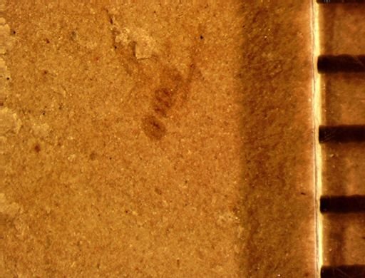 undet. Hymenoptera