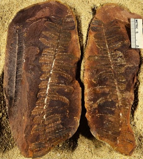 Pecopteris