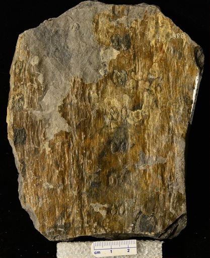 Sigillaria sp.