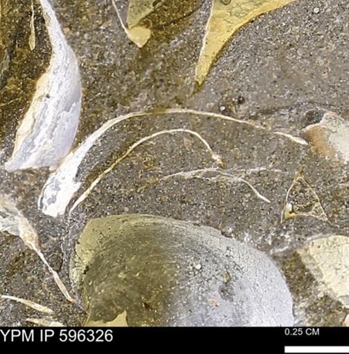 Limopsis striatopunctatus