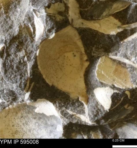 Protocardia sp.