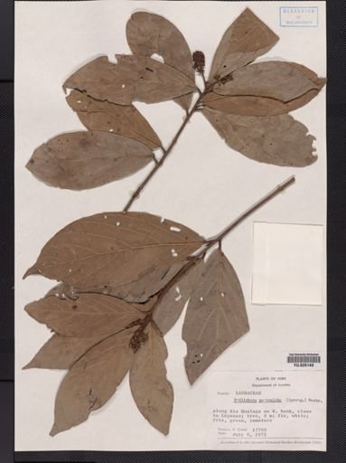 Endlichleria