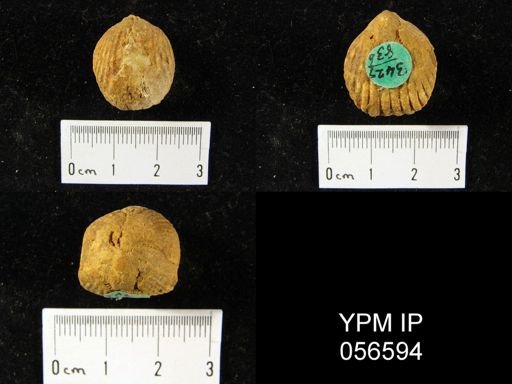 Uncinulus sp.