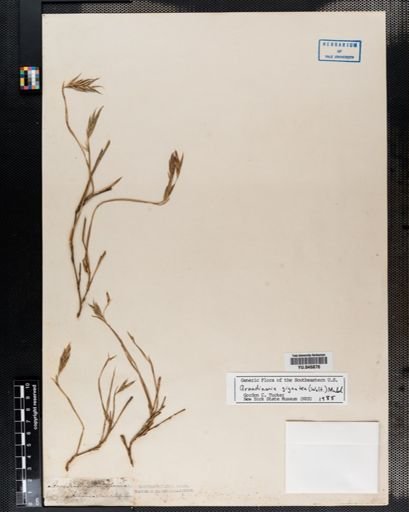 Arundinaria gigantea